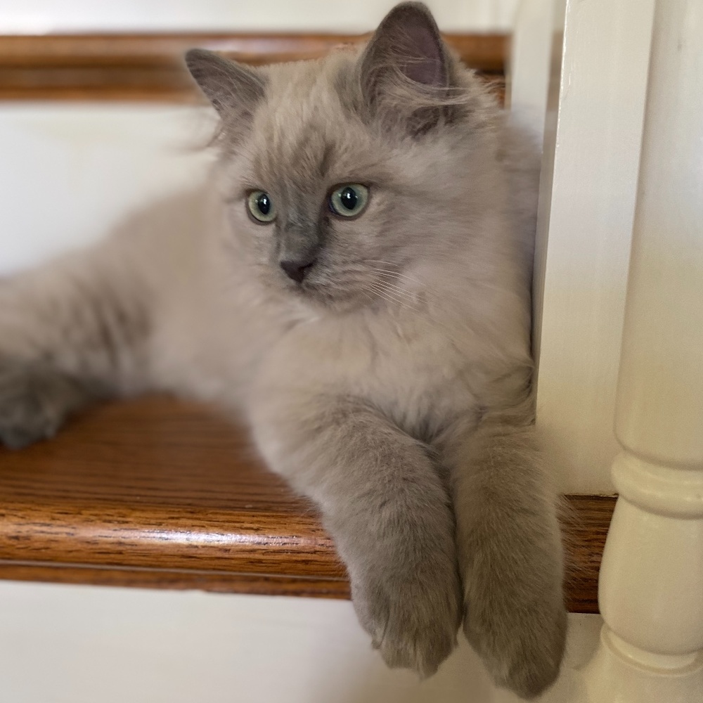 Closet organizer kitty Pasha